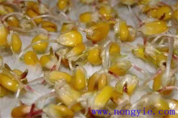 玉米種子發芽需要什么條件