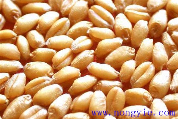 小麥種子是什么形狀