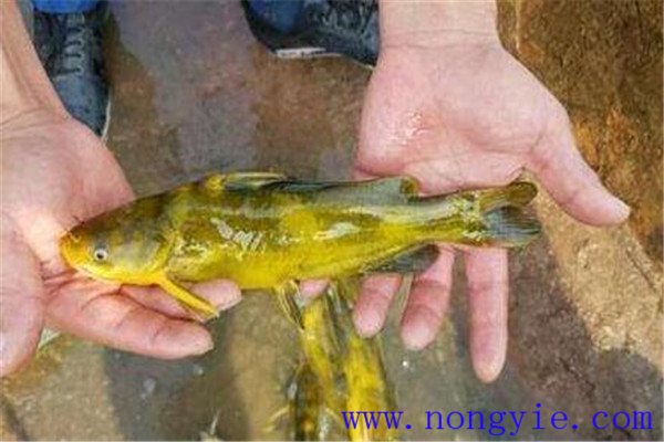 瓦氏黃顙魚孵化水溫的要求