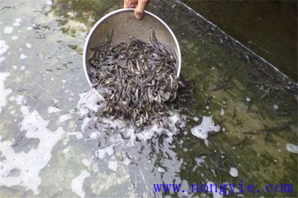 培育魚苗、魚種的方法