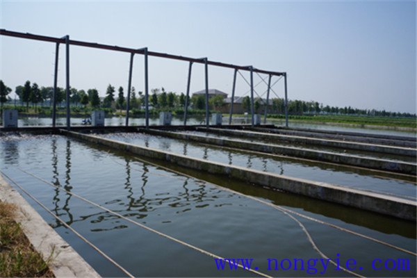 現代池塘養魚的生產與經營特點