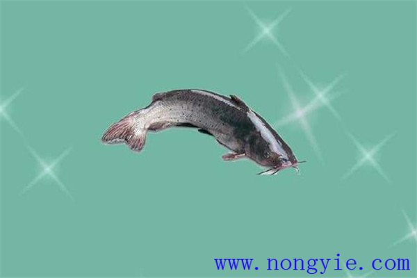 長吻鮠大規格一齡魚種培育期間的水質管理