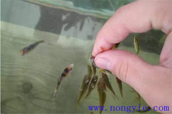 魚苗放養要注意水溫