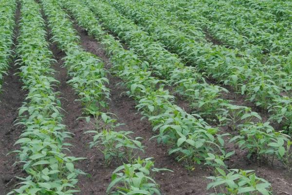 黑豆對生長環境的要求