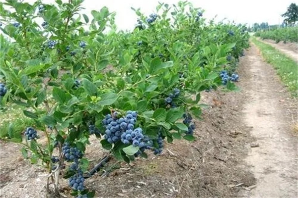 藍莓適宜的土壤的PH值