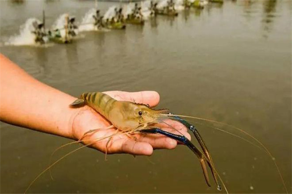 羅氏沼蝦在中國的養殖