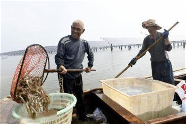 為什么養蝦池必須采取分批捕撈