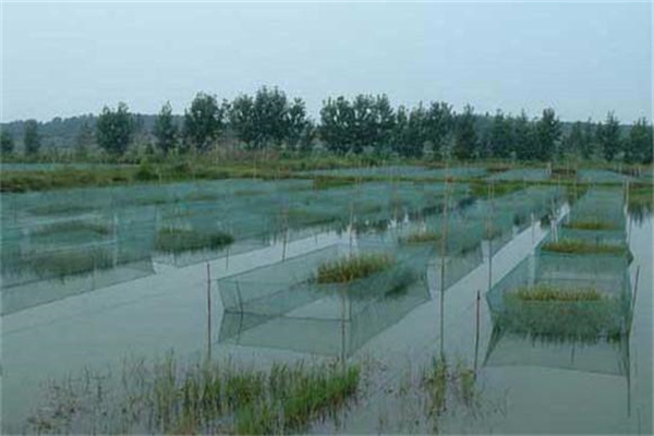 青蝦養殖池塘應具備的條件
