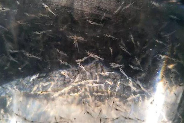 人工孵化培育青蝦苗種方法