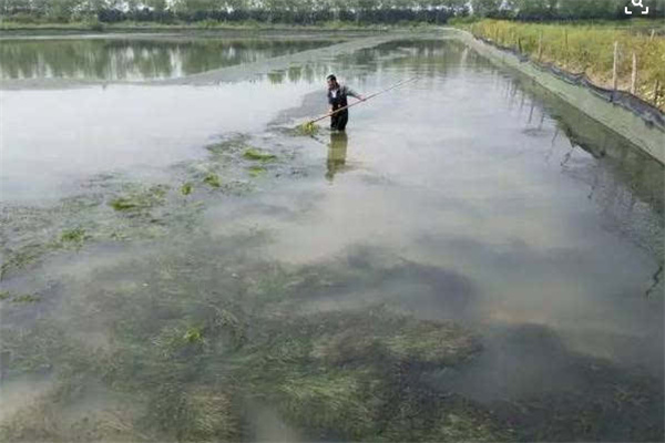 如何做好青蝦養殖池塘的清整工作