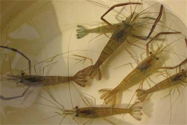 青蝦的兩種放養模式