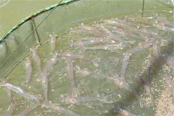 南美白對蝦養殖的幾個嚴重誤區