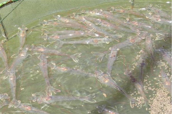 南美白對蝦病害較多的原因