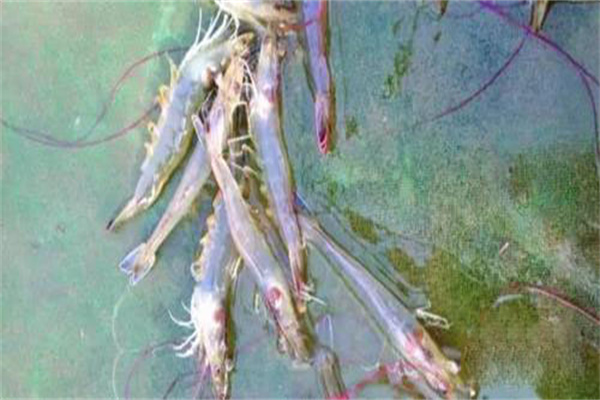 南美白對蝦發病較多的防治對策