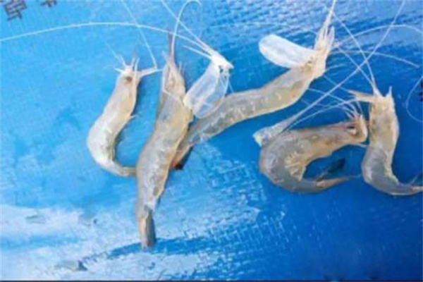 蝦蟹類軟殼病的防治管理技術