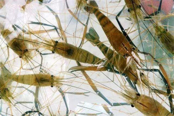 羅氏沼蝦苗成活率低與氣候、水質有關