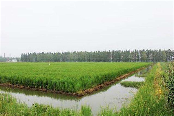 稻田改造和建設