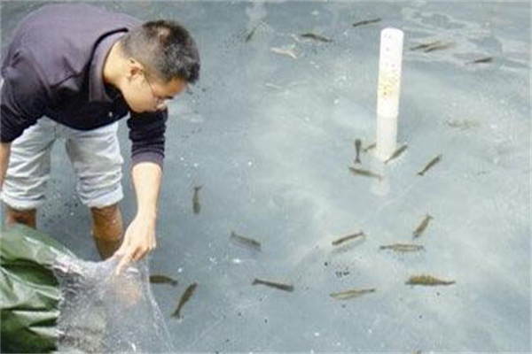 小龍蝦水泥池人工繁殖技術