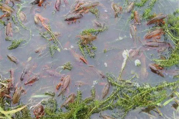 多雨季節小龍蝦養殖水體調控和疾病預防方法