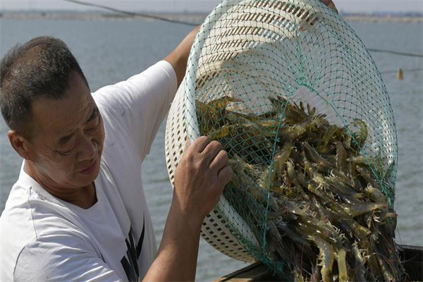 日本收捕對蝦的三種方法