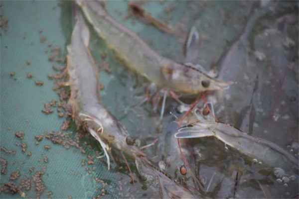 如何防范對蝦流行病