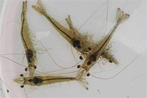 對蝦的幼體發育分為幾期
