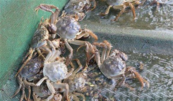 河蟹的營養需求與配合飼料制作