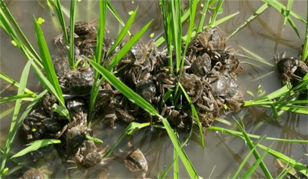 稻田養殖河蟹需做哪些準備