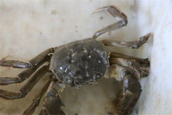 海水蟹類脫殼期死亡如何處理