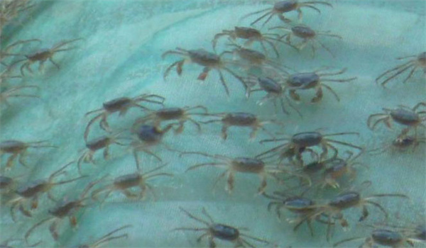 河蟹生長后期的性腺發育規律