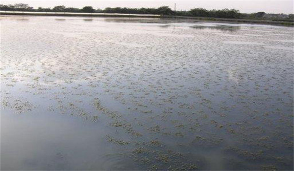 配制河蟹繁殖用人工半咸水應注意哪些問題