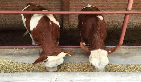 育肥牛一天的飼喂量是多少
