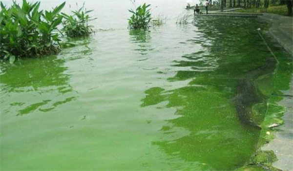養殖池塘中容易蔓生的主要有害藻