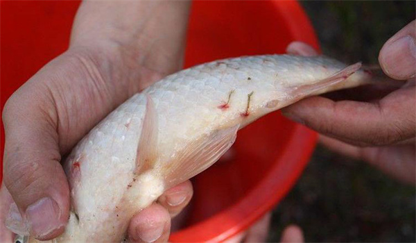 怎樣防治魚的中華魚鳋病