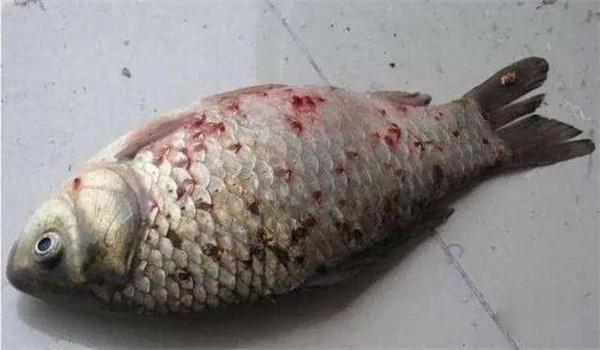 魚類寄生蟲病的主要癥狀