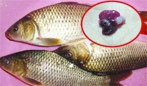 魚類寄生蟲病的防治方法