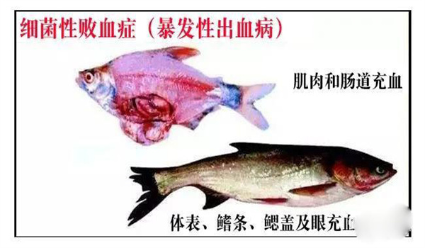 怎樣防治淡水魚細菌性敗血癥