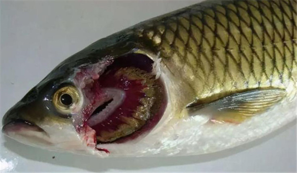 魚類爛鰓病的病因是什么