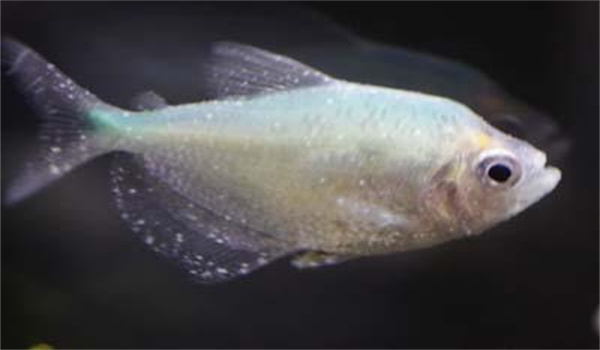 魚小瓜蟲病與打粉病的辨別與防治