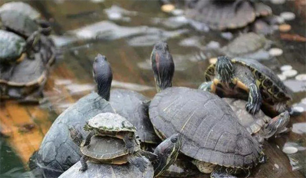 烏龜運輸的方法