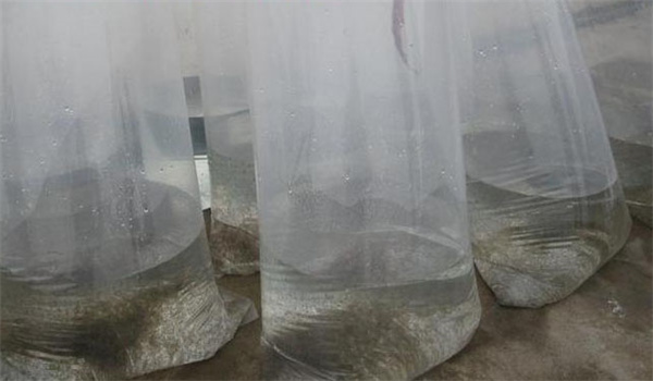 裝運泥鰍的規格與密度