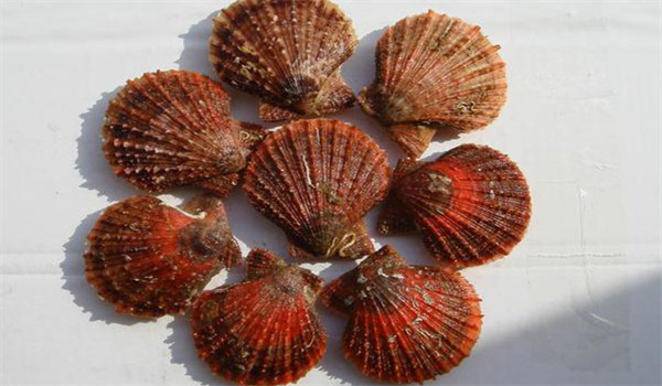 櫛孔扇貝的繁殖季節