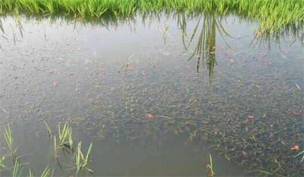 養殖小龍蝦的池塘條件