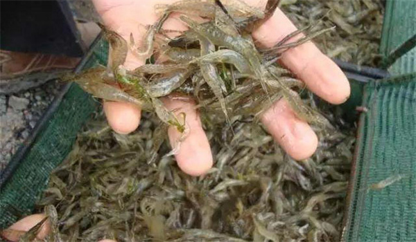 池塘青蝦雙茬的科學養殖