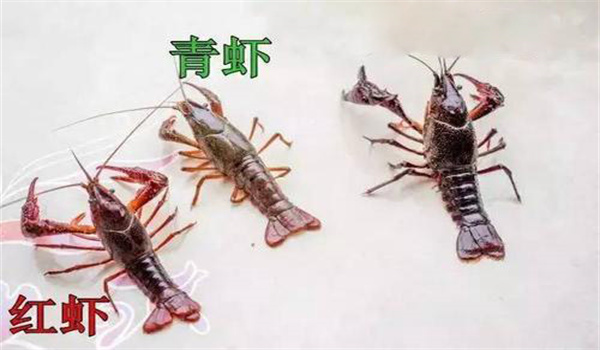 小龍蝦青蝦和紅蝦的區別