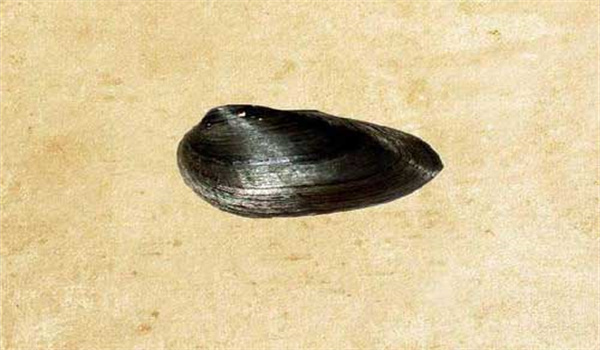 育珠蚌的外部形態