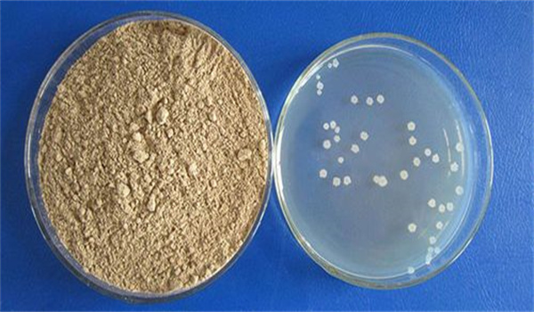 芽孢桿菌在水產養殖中的應用及其產品現狀