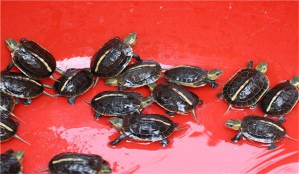 稚龜培育管理的八種方法