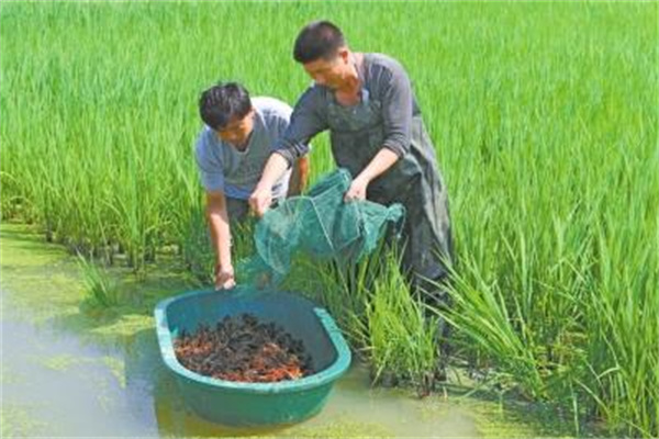 怎樣利用稻田養殖小龍蝦