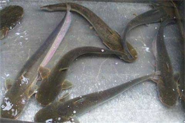 大口鲇魚泛池的預防